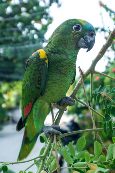 Green Parrot Bird