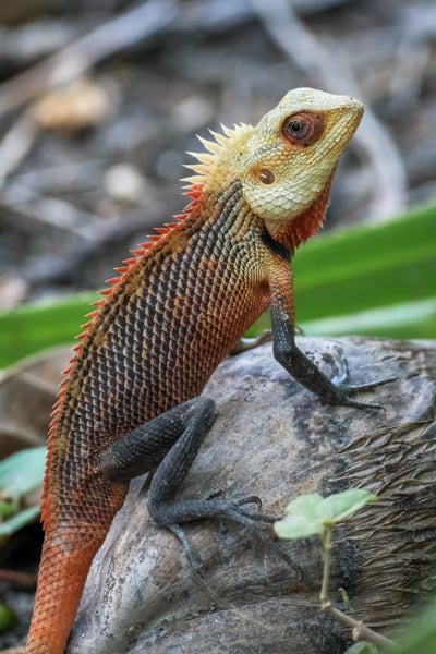 Lizard Animal