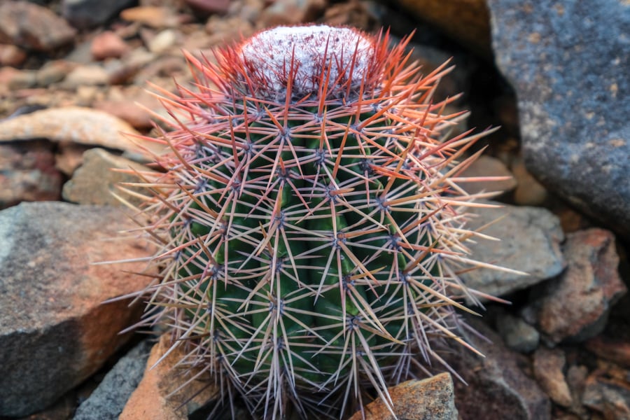 Cactus Arikok National Park