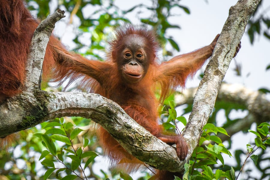 Orangutan Tanjung Puting National Park Kalimantan Borneo Wildlife Indonesia