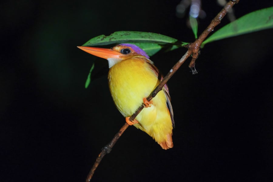 Kingfisher Bird Night Trekking