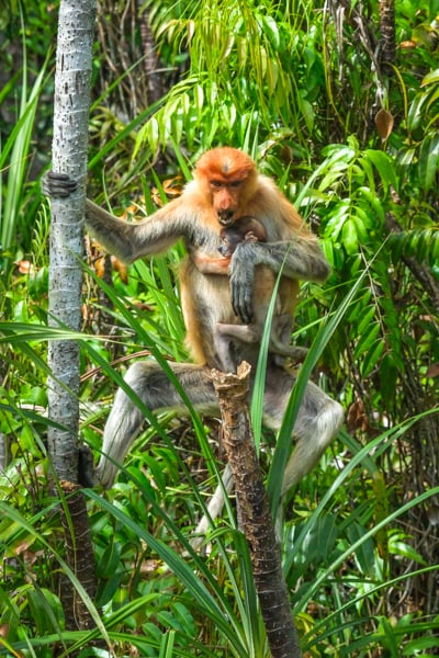 Proboscis monkey mom baby