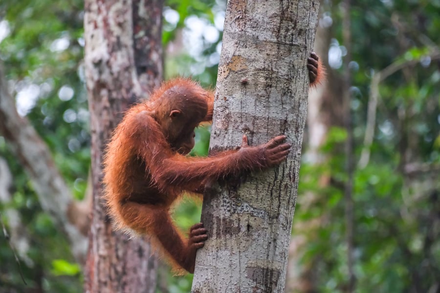 Orangutan Tanjung Puting National Park Kalimantan Borneo Wildlife Indonesia