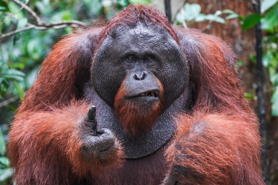 Orangutan Tanjung Puting National Park Kalimantan Borneo Wildlife Indonesia