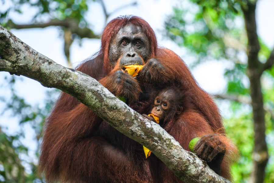 Orangutan Tanjung Puting National Park Kalimantan Borneo Wildlife Indonesia