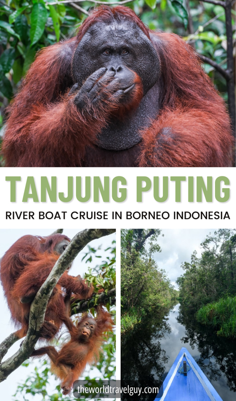 Pinterest Tanjung Puting Travel Guide