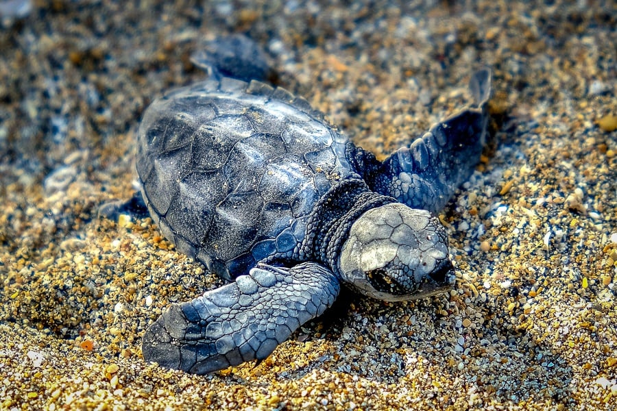 Baby Sea Turtle Release