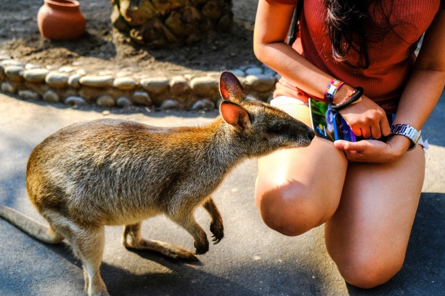 Bali Zoo Baby Wallaby