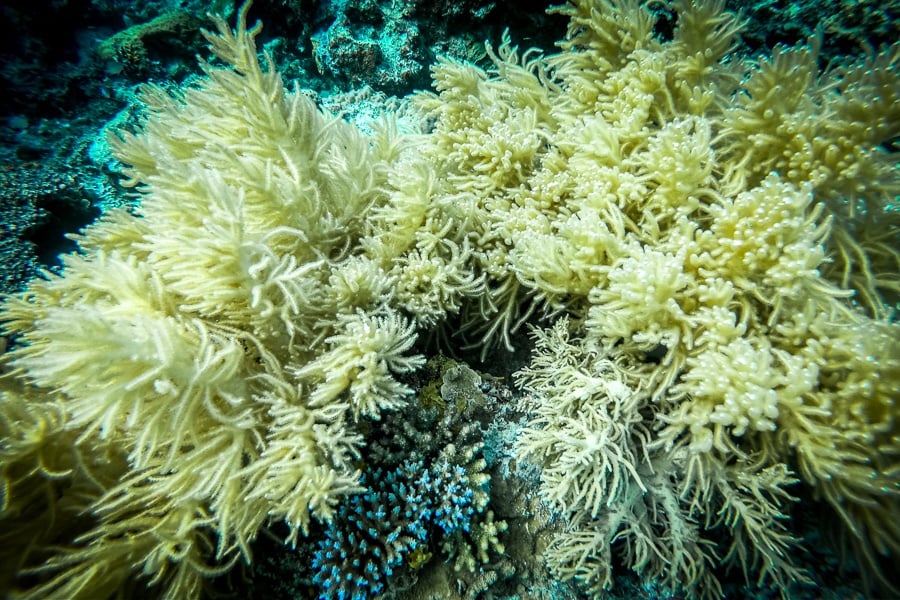 Underwater picture of coral reef in Coron Palawan