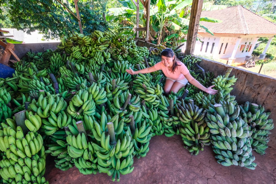 Huge pile of bananas