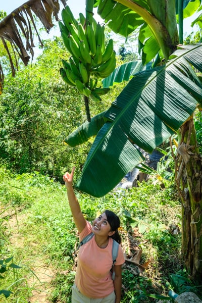 Banana Tree