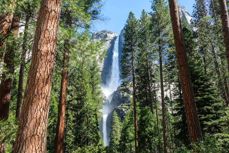 Lower And Upper Yosemite Falls In The Trees