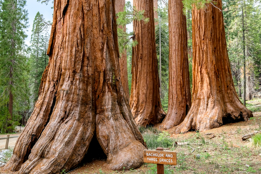 Bachelor And Three Graces Trees