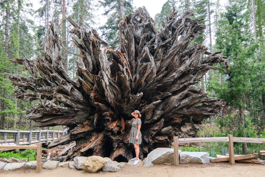 Fallen Giant Tree Roots