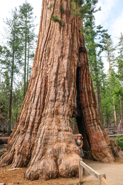 Tunnel Tree