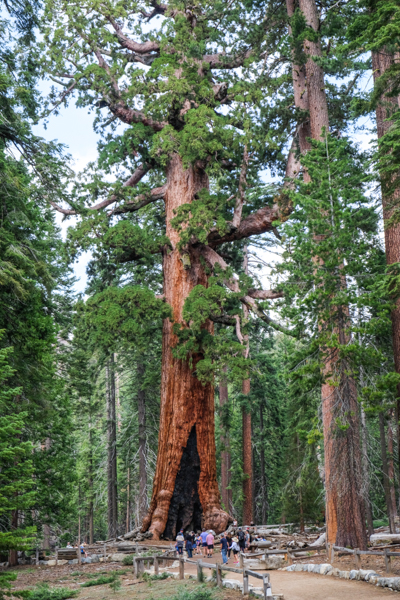 Grizzly Giant Tree