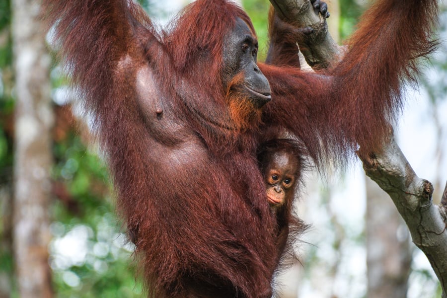 Orangutan Tanjung Puting National Park Kalimantan Borneo Wildlife Indonesia