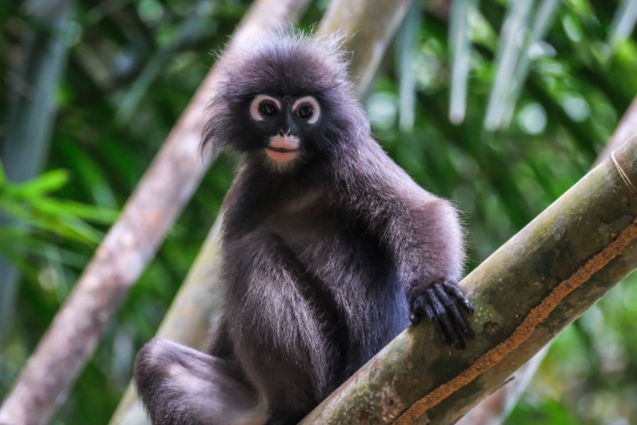 Dusky Leaf Monkey Spectacled Langur Khao Sok National Park Thailand