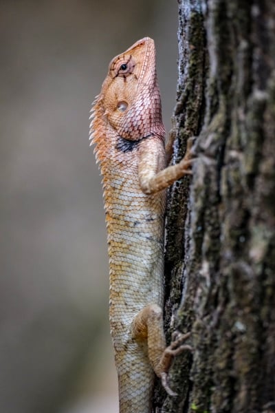 Lizard on a tree