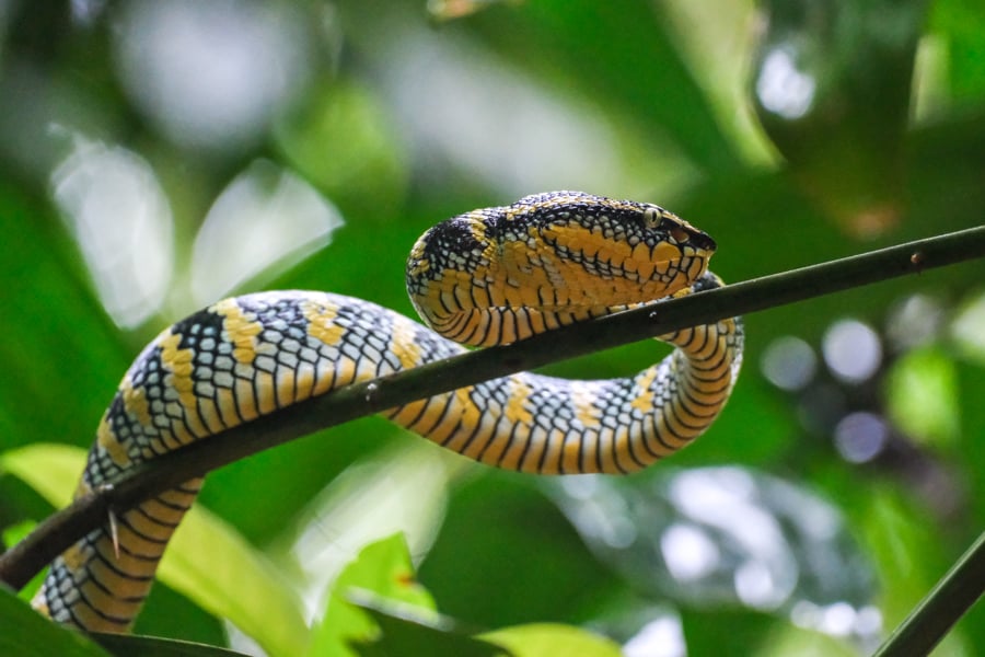 Waglers Pit Viper Yellow Snake