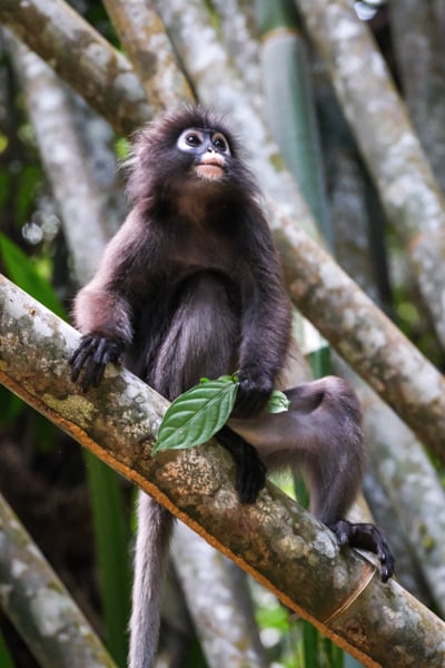 Dusky Leaf Monkey Spectacled Langur on a bamboo tree