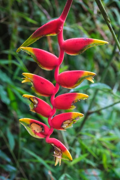 Exotic red plant