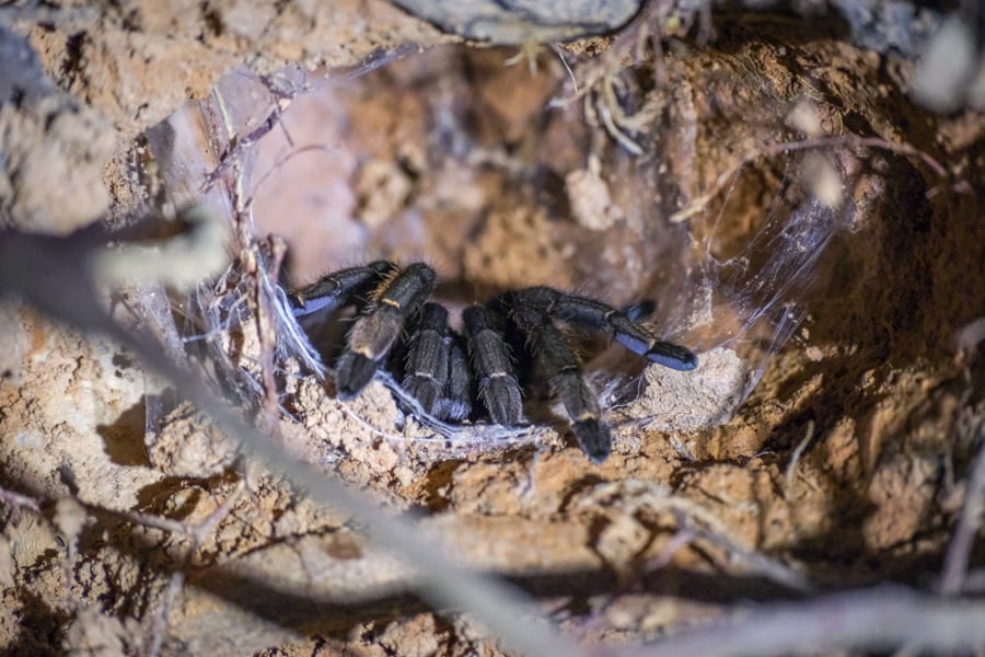 Tarantula nest at night