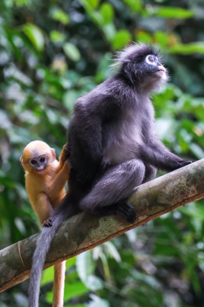 Dusky Leaf Monkey Spectacled Langur With Baby