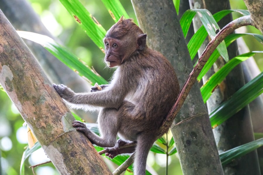 Baby macaque monkey on a tree branch