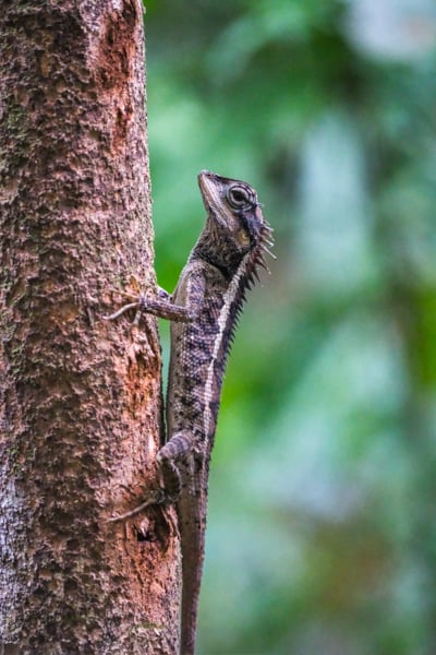 Lizard on a tree