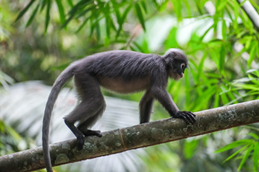 Dusky Leaf Monkey Spectacled Langur on a bamboo branch