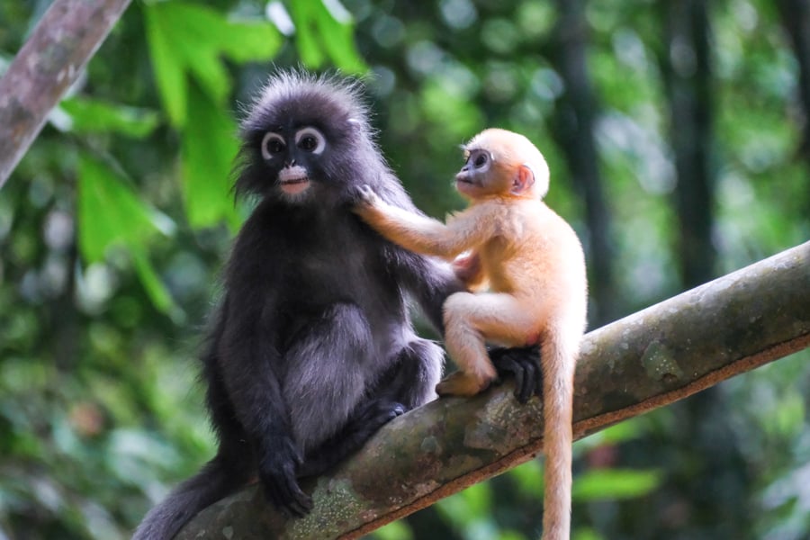 Dusky Leaf Monkey Spectacled Langur With Baby In Khao Sok National Park Thailand