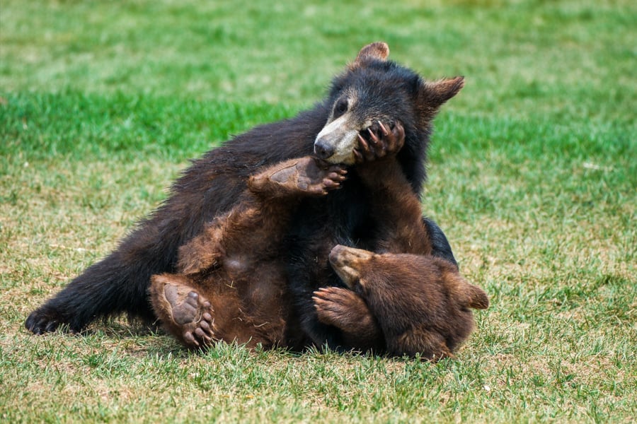 Baby bears fighting at Bear Country USA