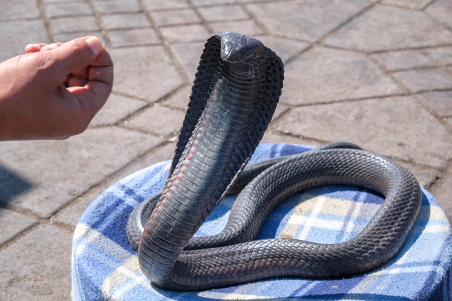 Black cobra snake charmer at Jemaa el-Fnaa square in Marrakesh