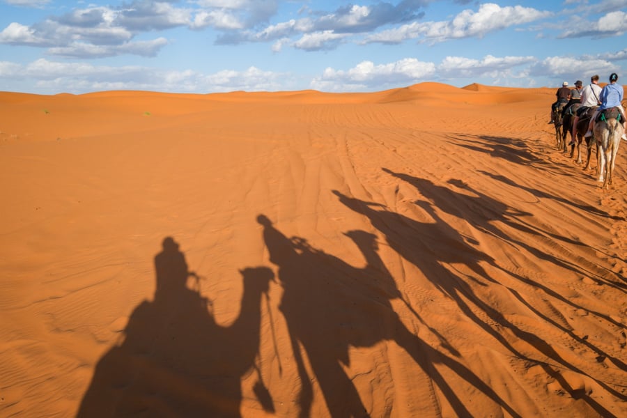 Camel shadows in the sunset