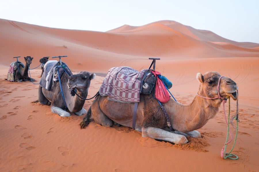 Camel ride at the Sahara Desert of Merzouga Morocco Itinerary