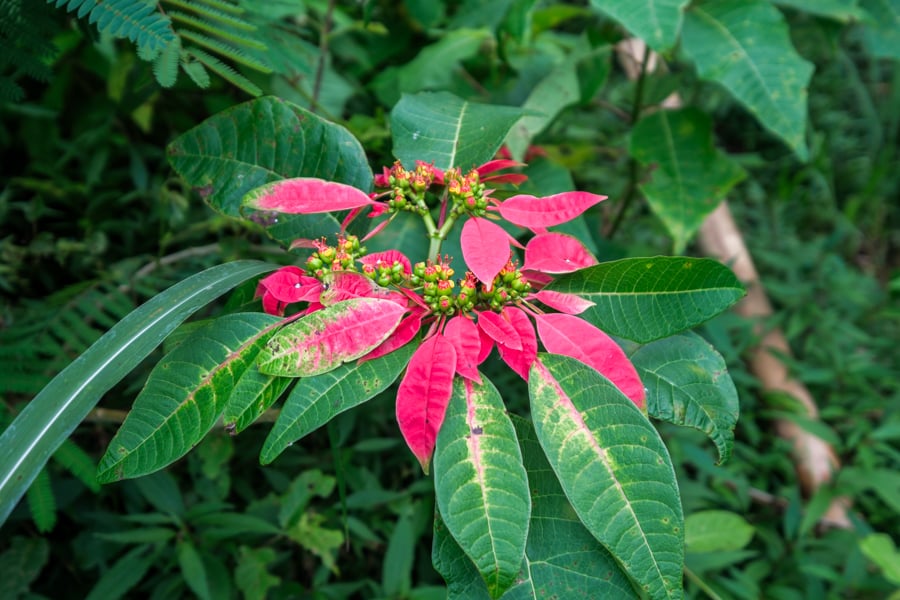 Red flower plant in the forest