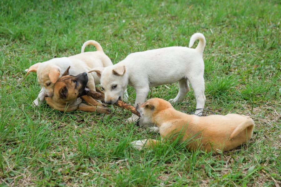 Puppy dogs playing tug o war with a stick