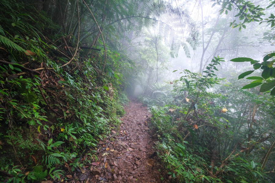 Foggy jungle trail