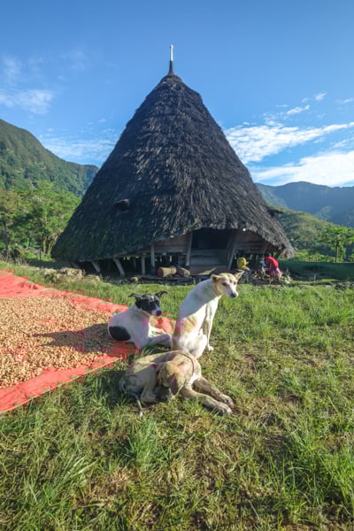 Dogs in front of a hut