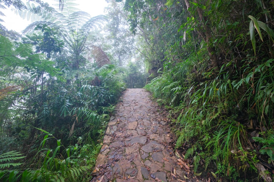 Cobblestone path in the jungle