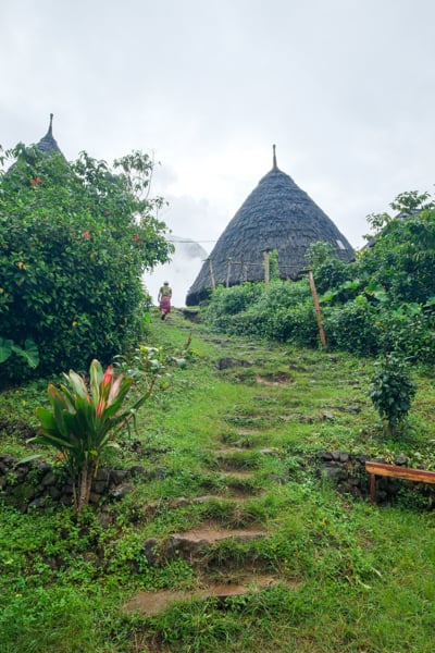 Hill path with plants