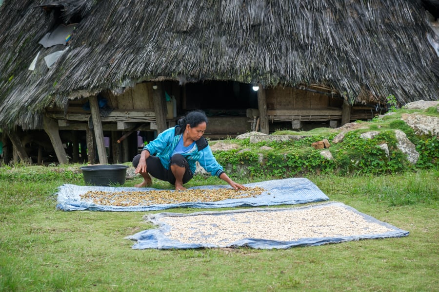 Local woman sun drying coffee beans