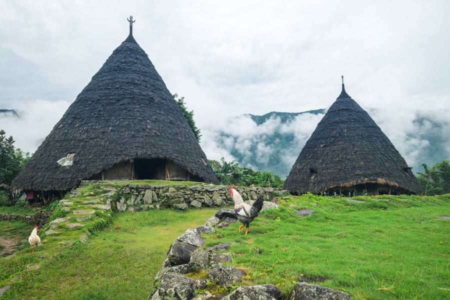 Chickens in front of a hut at Wae Rebo village
