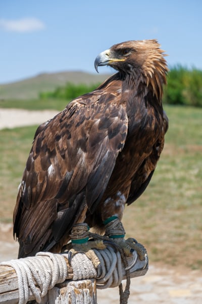 Steppe eagle