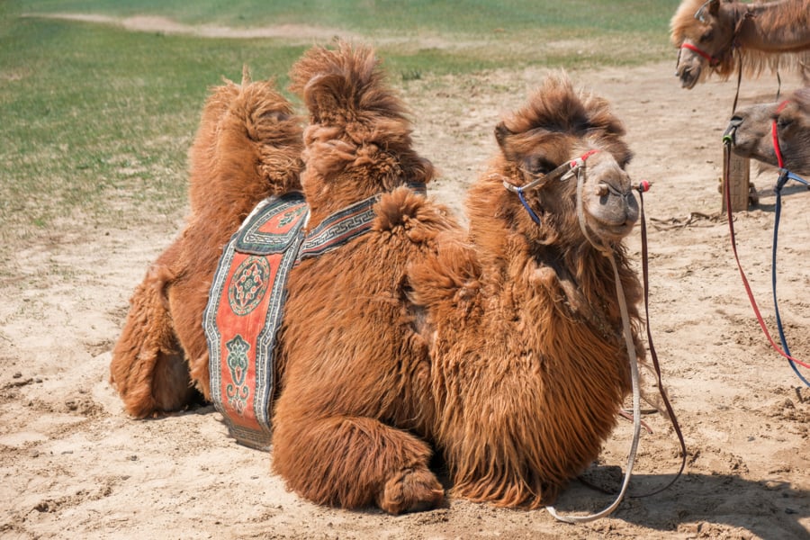 Big furry camel with a double hump