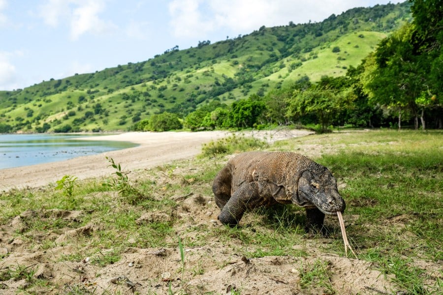 A Komodo dragon prowling the beach