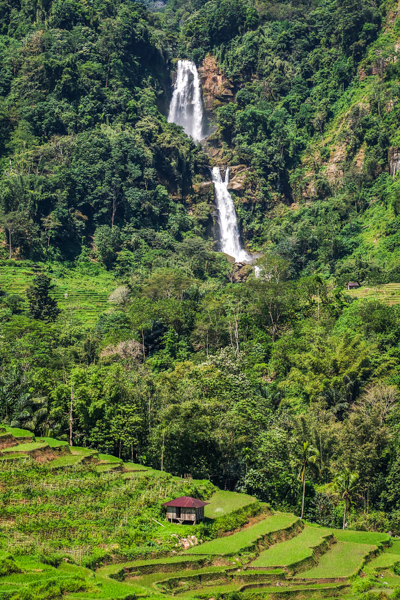 Rice terraces and hut with Tengkulese waterfall in the background