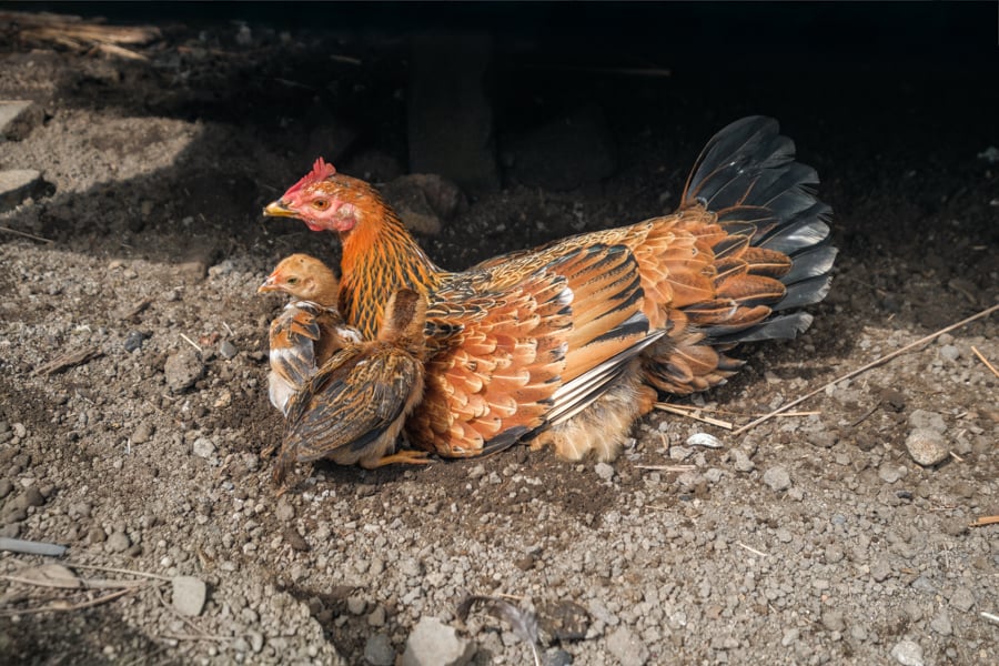 Chicken with two baby chicks
