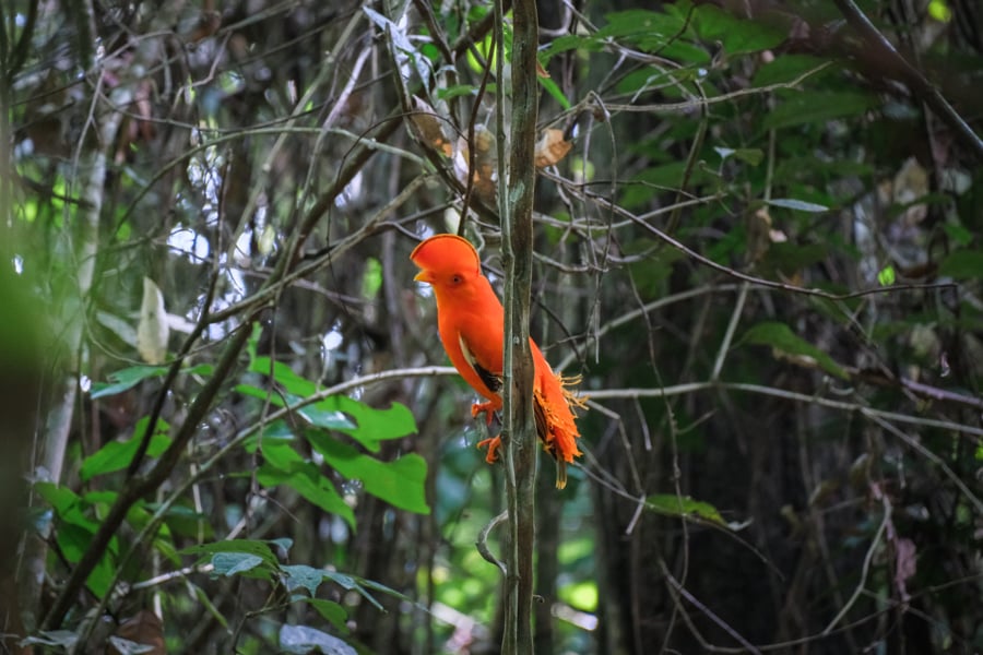 Bright orange cock-of-the-rock bird